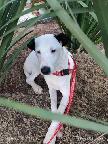 Adoção responsável