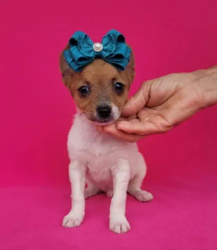 Filhotes de Pinscher