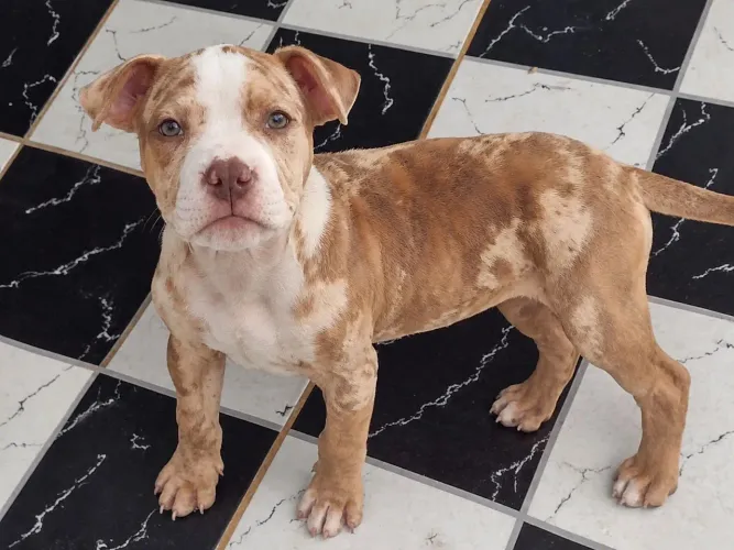 Vendo filhote de Pitbull moster merle marrom