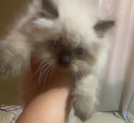 Belíssima gato persa Himalaia disponível para vender