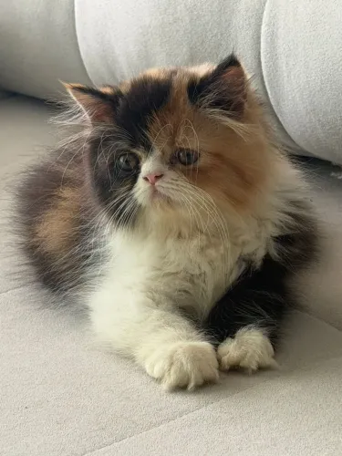 Gata Persa