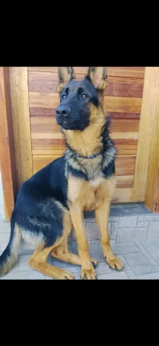 Vendo Pastor Alemão
