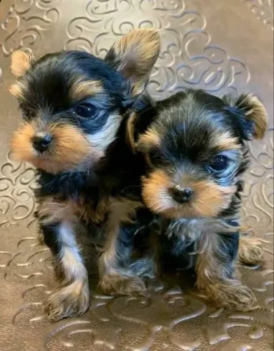 Filhotes de Yorkshire | Conheça nossos amigos de quatro patas disponíveis!