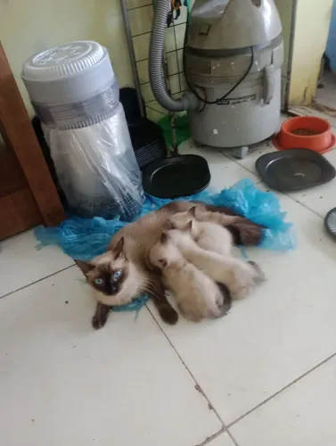 Lindíssimos filhotes de gatos Siamês 