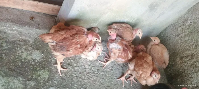 Pintinhos 