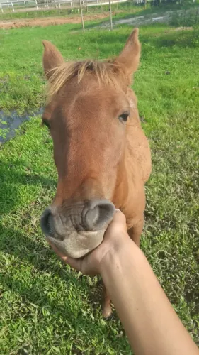 Vendo uma égua e uma poltra 1 e 7meses as duas por 5 mil chega pra perto que negócio tambe