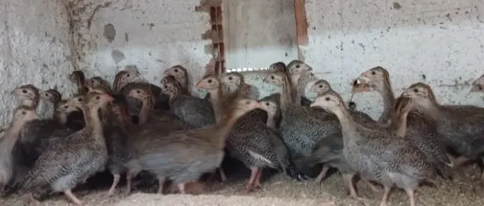 Franguinhos(as) de Capotes (galinha da Angola)