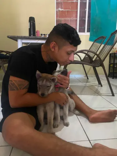 Cachorros De Raça