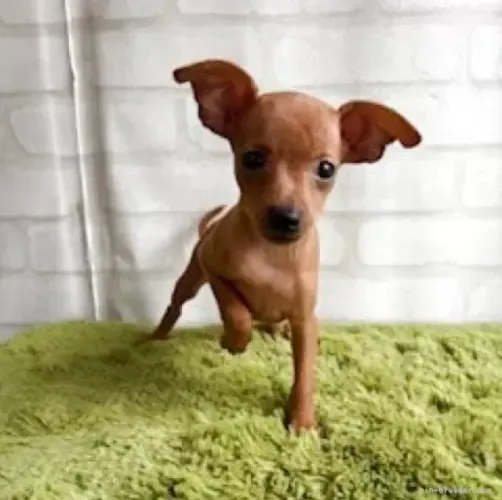 Neném Pinscher/Pincher Brincalhão Lindo Macho e Fêmea com Garantias SP