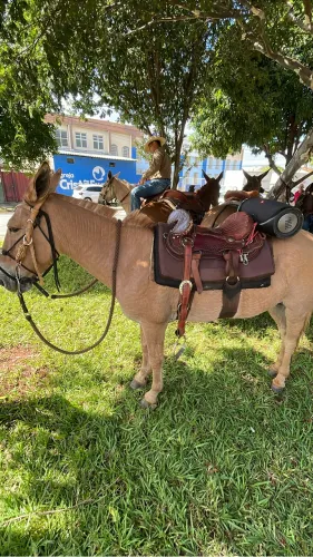Burro de criança andar , marcha picada , burro exatamente manso Passa ate debaixo dele