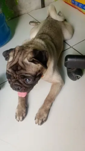 Vendo Pug 1 ano fêmea