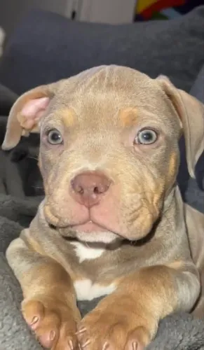 Pitbull filhotes com um latido cura o seu dia ruim