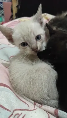 Doa-se gatinhos filhotes