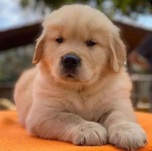 Golden Retriever Filhotes Excelente Temperamento. 