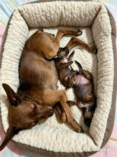 Pinscher