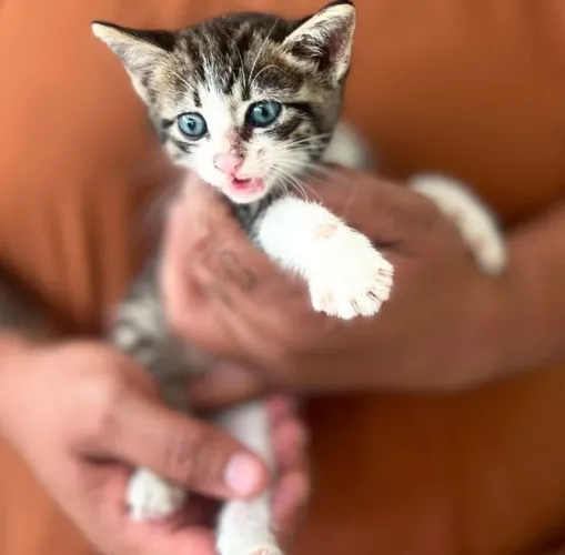 Adoção responsável desse lindo gatinho de 2 meses.