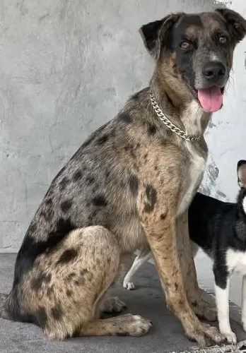 Cachorro 