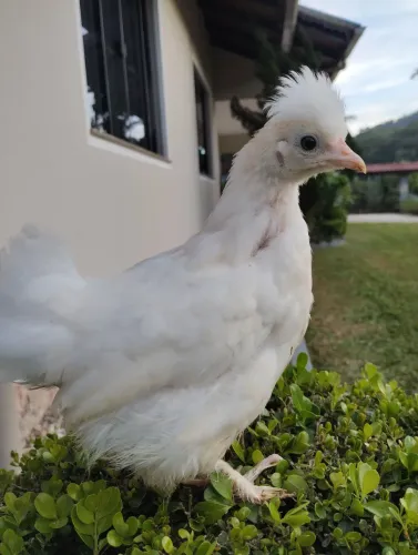 Galo e galinha