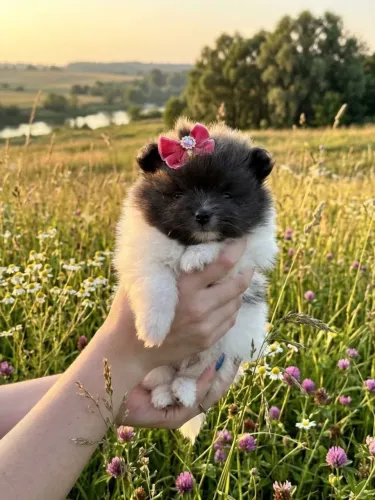 Spitz alemão