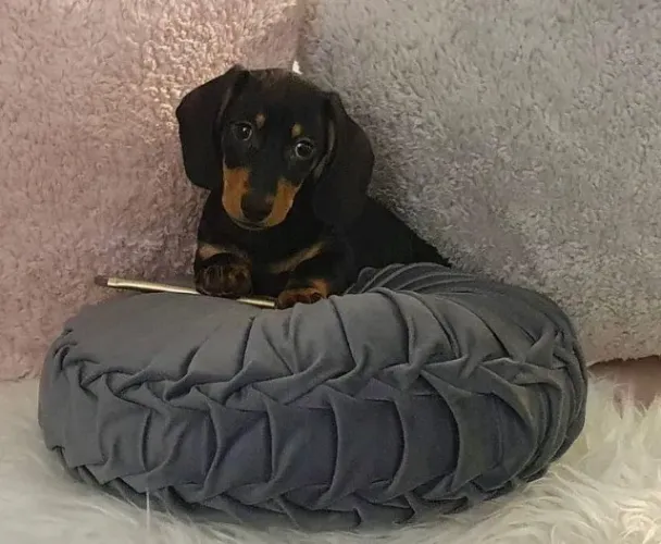 Basset / Dachshund Presença que faz tudo parecer melhor