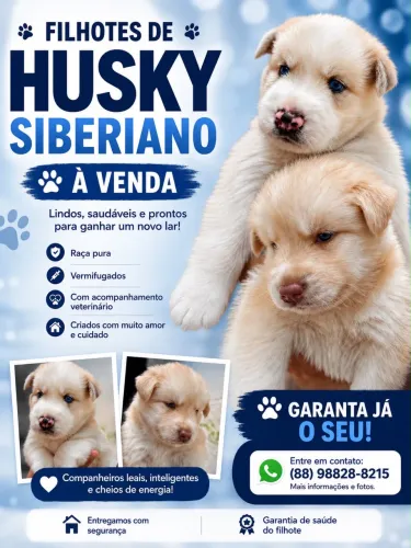 husky siberiano 