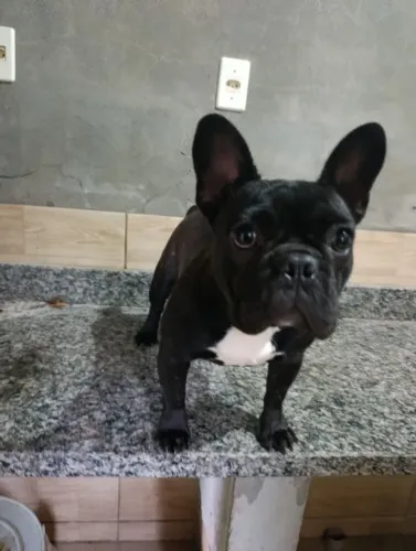 Fêmea de buldogue francês jovem, com 7 meses 