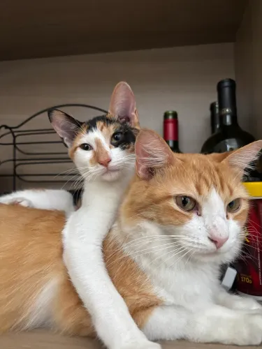 Adoção Gatos
