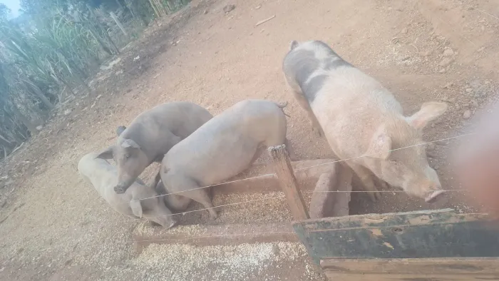 PORCAS