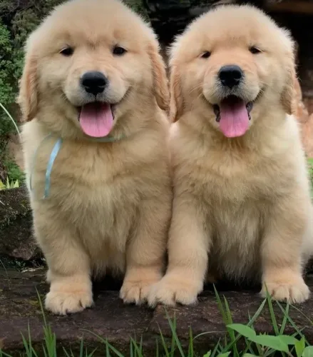 Golden tem macho e tem femea- leve o seu 
