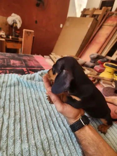 Cachorro macho 