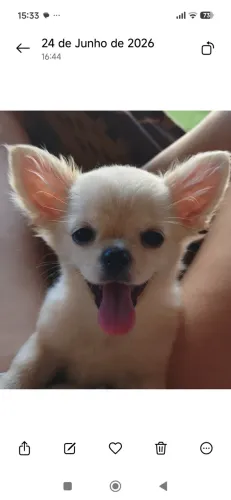 Chiuaua 