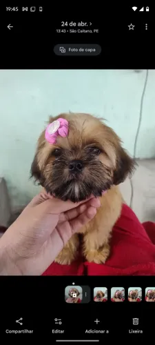 Cachorrinha da raça Shitzu para vender 