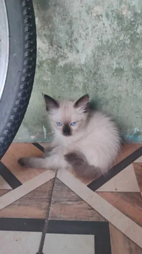 Doa-se gato fêmea 