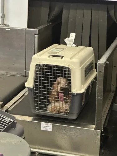 Caixa transportadora cachorros