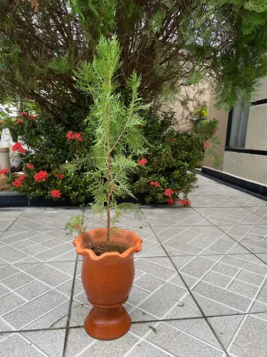 Pinheiro natural