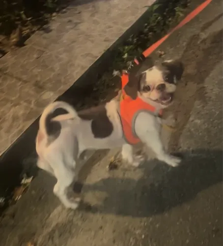 Shih Tzu pra Cruzar procuro namorada