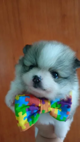Lulu Pomerania  ( Spitz )