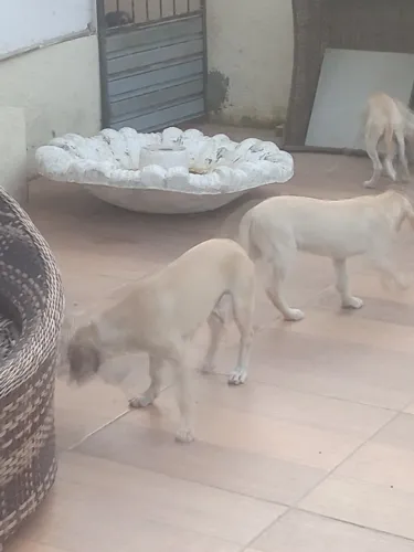 Filhote em adoção 
