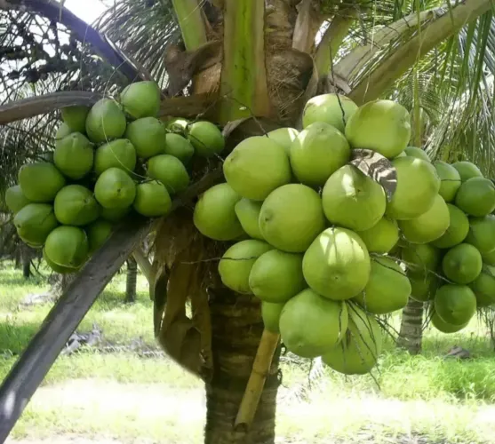 Coco Verde
