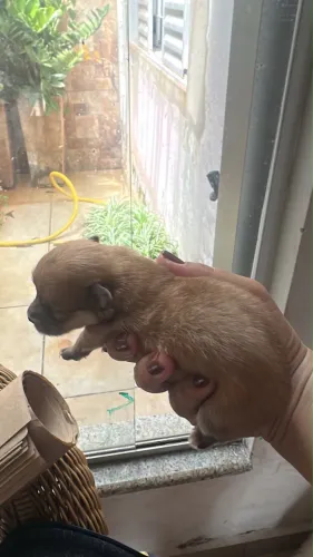 Spitz alemão fêmea raposinha