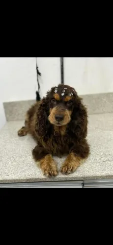 Cocker Spaniel Inglês