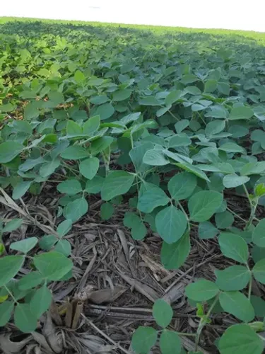 Fazenda 154 alqueires em Doverlandia -GO