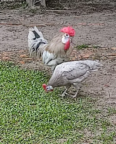 Casal cara de palhaço