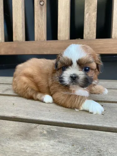 Shih tzu Chamar whats *