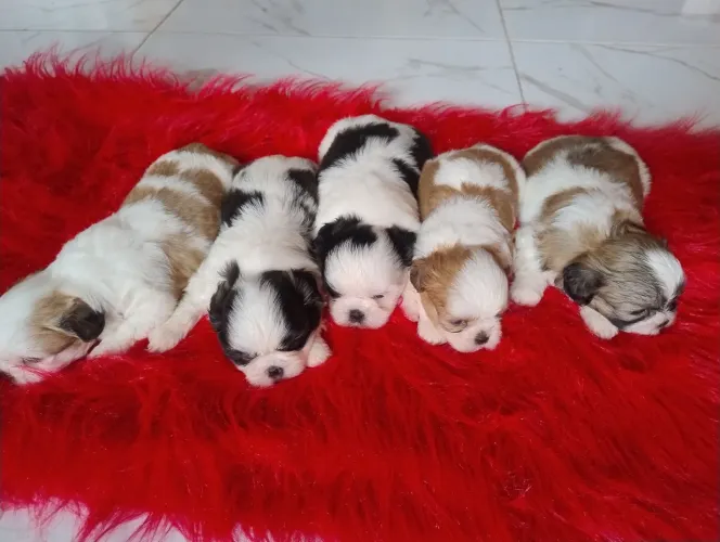 Filhote mini Shitzu fêmea 