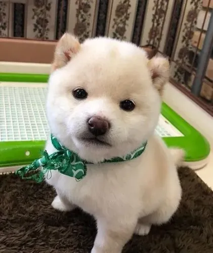 Shiba Inu Branco á venda 