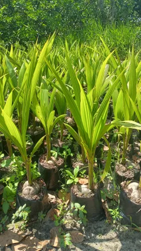 Coco anão verde