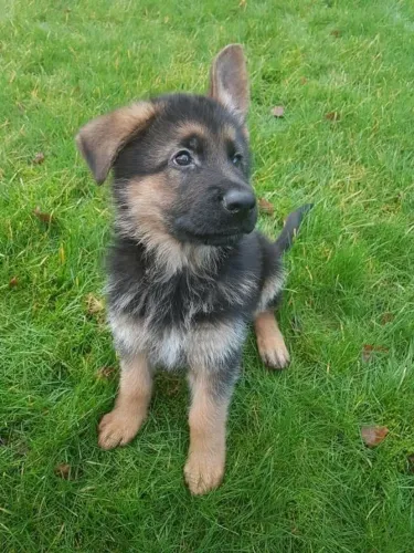 Pastor Alemão Filhote Forte e Protetor
