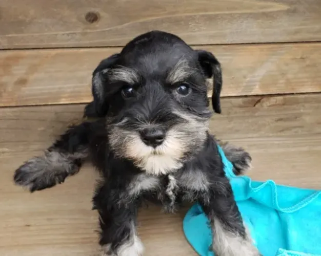 Schnauzer - Novos Filhotes disponível