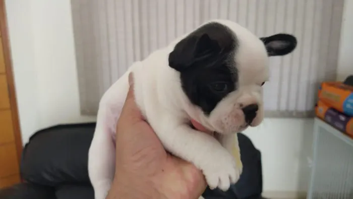  Bulldog Francês para adquirir 